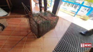 හදුන් දිවියෙකු ඝාතනය කළ පුද්ගලයෙකු අත්අඩංගුවට