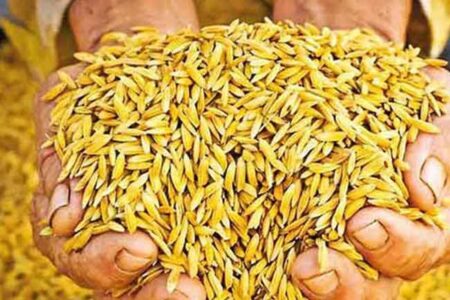 වී මිල දී ගැනීමට දිස්ත්රික්ක 09ක ගබඩා 12ක් විවෘතයි