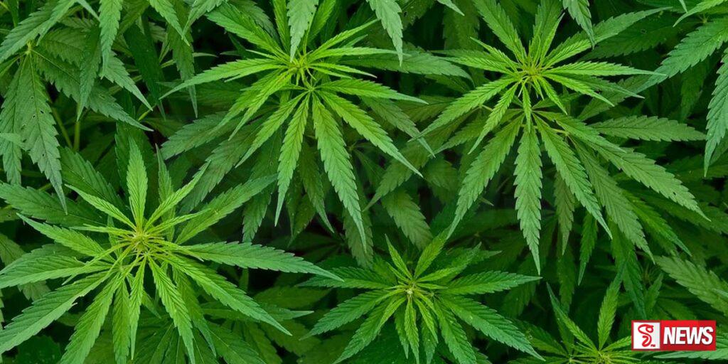 කොටියක ගංජා තණමල්විලින් අල්ලයි !