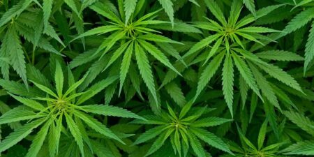 කොටියක ගංජා තණමල්විලින් අල්ලයි !