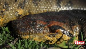 ලොව විශාලතම සර්පයා වෙඩිතබා ඝාතනය කෙරේ