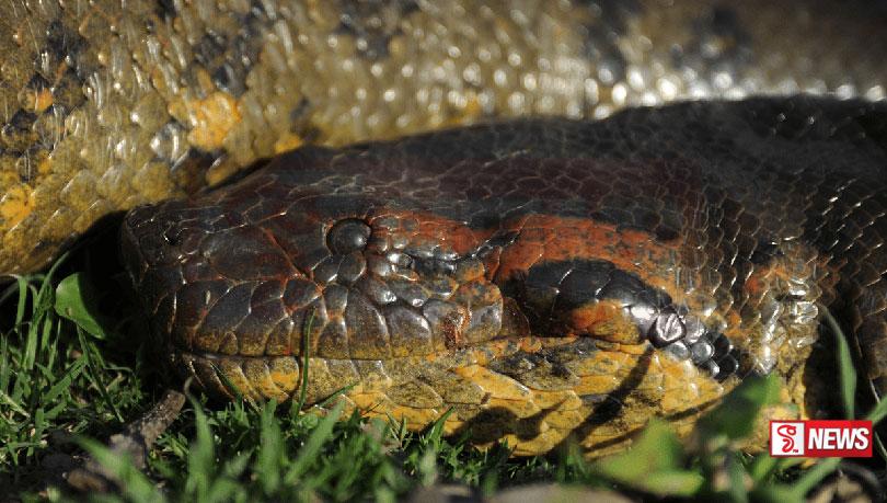 ලොව විශාලතම සර්පයා වෙඩිතබා ඝාතනය කෙරේ