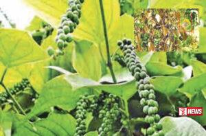 රටට ඩොලර් ගෙනාපු ගම්මිරිස් වගාවත් අනතුරක