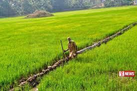 යල කන්නය සඳහා වී ගොවීන්ට මුදල් සහනාධාර