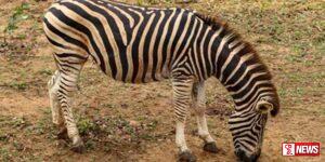 මෙසිරිලක අවසන් සීබ්රා කලුරිය කරයි