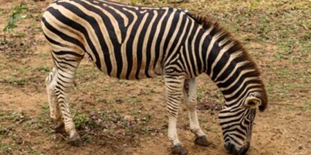 මෙසිරිලක අවසන් සීබ්රා කලුරිය කරයි