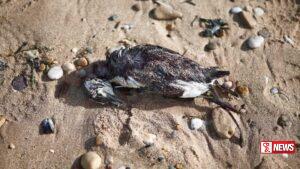 ප්රංශ අත්ලාන්තික් වෙරල තිරයේ මුහුදු පක්ෂීන් අසාමාන්ය ලෙස මියයයි