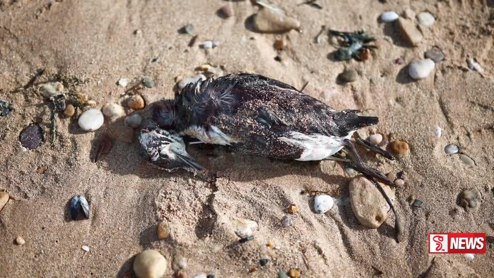 කුරුළු උණ ඇති රට වලින් සතුන්, සත්ව නිෂ්පාදන ආනයනයට අවසර නැහැ