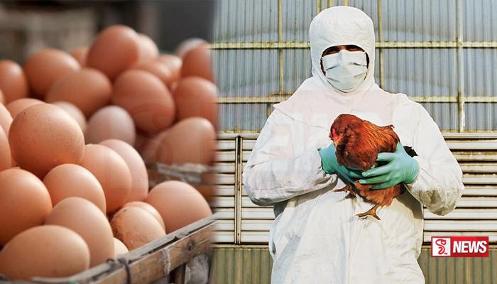 ඇන්ටාක්ටිකාවේ කලාප රැසක කුරුලු උණ