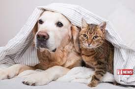 සත්ව ජාවාරමේ යෙදුණු යුවලක් අත්අඩංගුවට