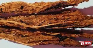 දුම්කොළ භාවිතයෙන් ලොව පුරා වසරකට පුද්ගලයන් මිලියන 8 ක් මරණයට