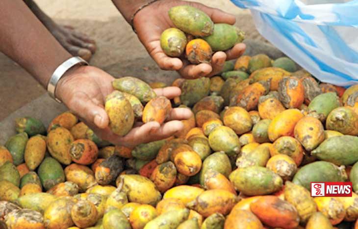 පුවක් අපනයන බෝගයක් ලෙස ප්රචලිත කිරීමේ සැලැස්මක්