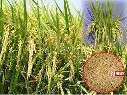 අලෙවි මණ්ඩලයට වී ලබාදීම ගොවීන් ප්රතික්ෂේප කරයි