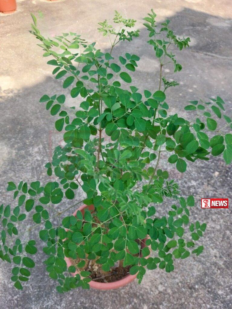 අලුත් අවුරුදු පැළ සිටුවීමේ නැකතට මුරුංගා පැලයක් රෝපණය කරන්න