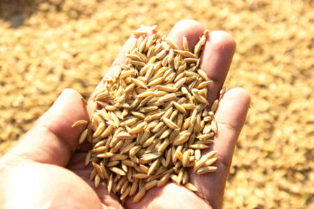 වී මිලදී ගැනීම අදින් අරඹයි