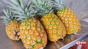 MD 2 අන්නාසි ප්රභේදය මෙරට වගා කිරීමට පියවර