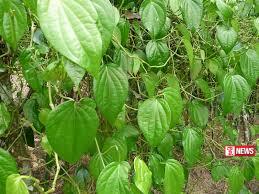 බුලත් මිල ඉහළට