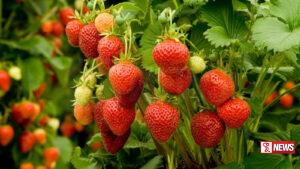 මෙරට පළමු ස්ට්රොබෙරි වගා ආදර්ශ ගම්මානය නුවරඑළියට