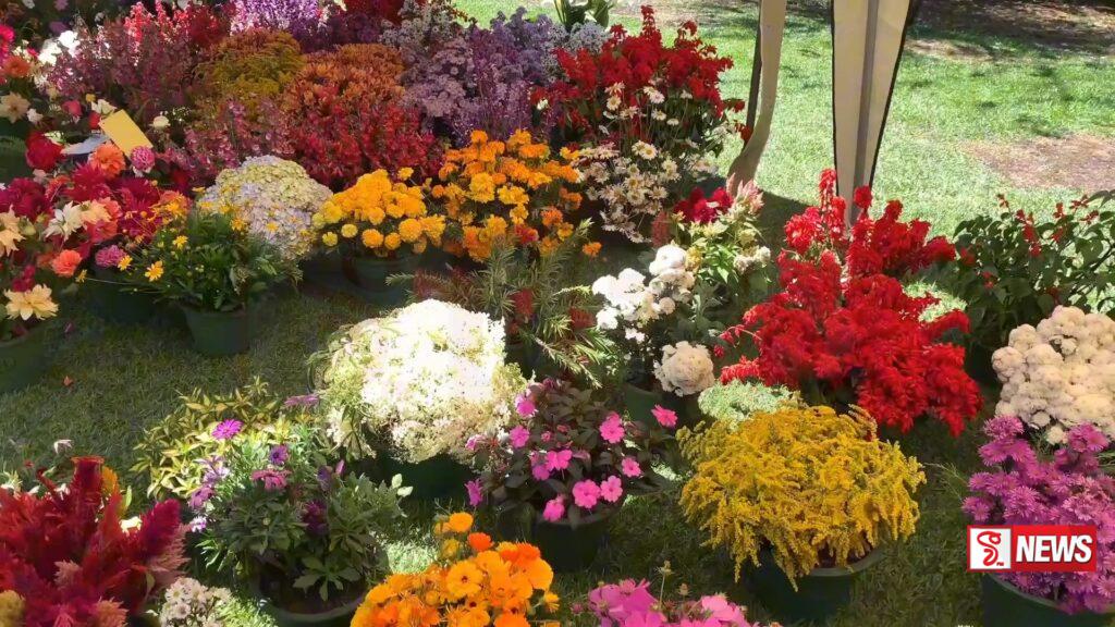 ඇසට ප්රිය දසුන්-නුවරඑළිය වසන්ත සැණකෙළියේ වසන්ත මල් (වීඩියෝ)