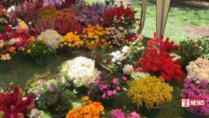 ඇසට ප්රිය දසුන්-නුවරඑළිය වසන්ත සැණකෙළියේ වසන්ත මල් (වීඩියෝ)