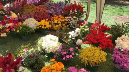 ඇසට ප්රිය දසුන්-නුවරඑළිය වසන්ත සැණකෙළියේ වසන්ත මල් (වීඩියෝ)