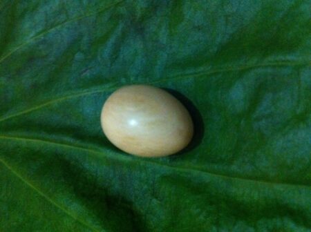 ගජමුතුවක් සමග පුද්ගලයෙකු අත්අඩංගුවට