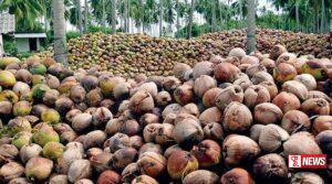 ලෝකයේ වැඩිම ‘පොල් නාස්තිය’ ලංකාවේ