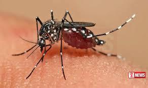 මෙරට ඩෙංගු රෝගීන්ගේ සංඛ්යාව ඉහළට