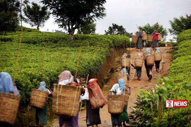 වතු කම්කරුවන් රැකියාවෙන් ඉවත් වෙයි