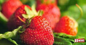 මෙරට ප්රථම ස්ටෝබෙරි වගා ආදර්ශ ගම්මානය ස්ථාපිත කෙරේ