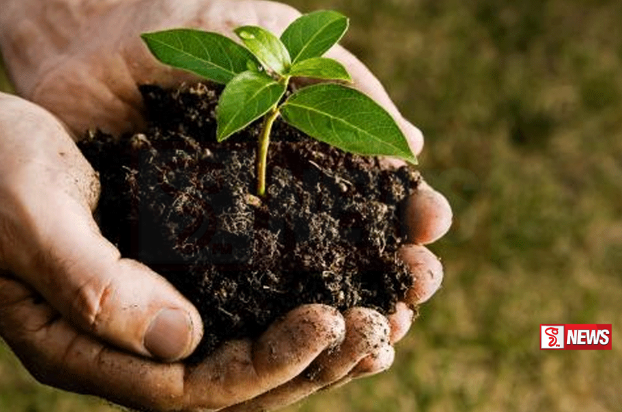 පැළ සිටුවීමේ නැකත අද