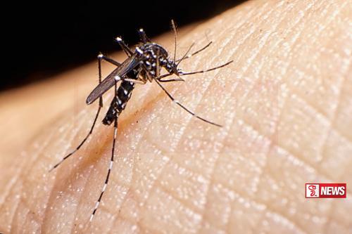 ජාතික ඩෙංගු මර්දන සතියක් නම් කෙරේ