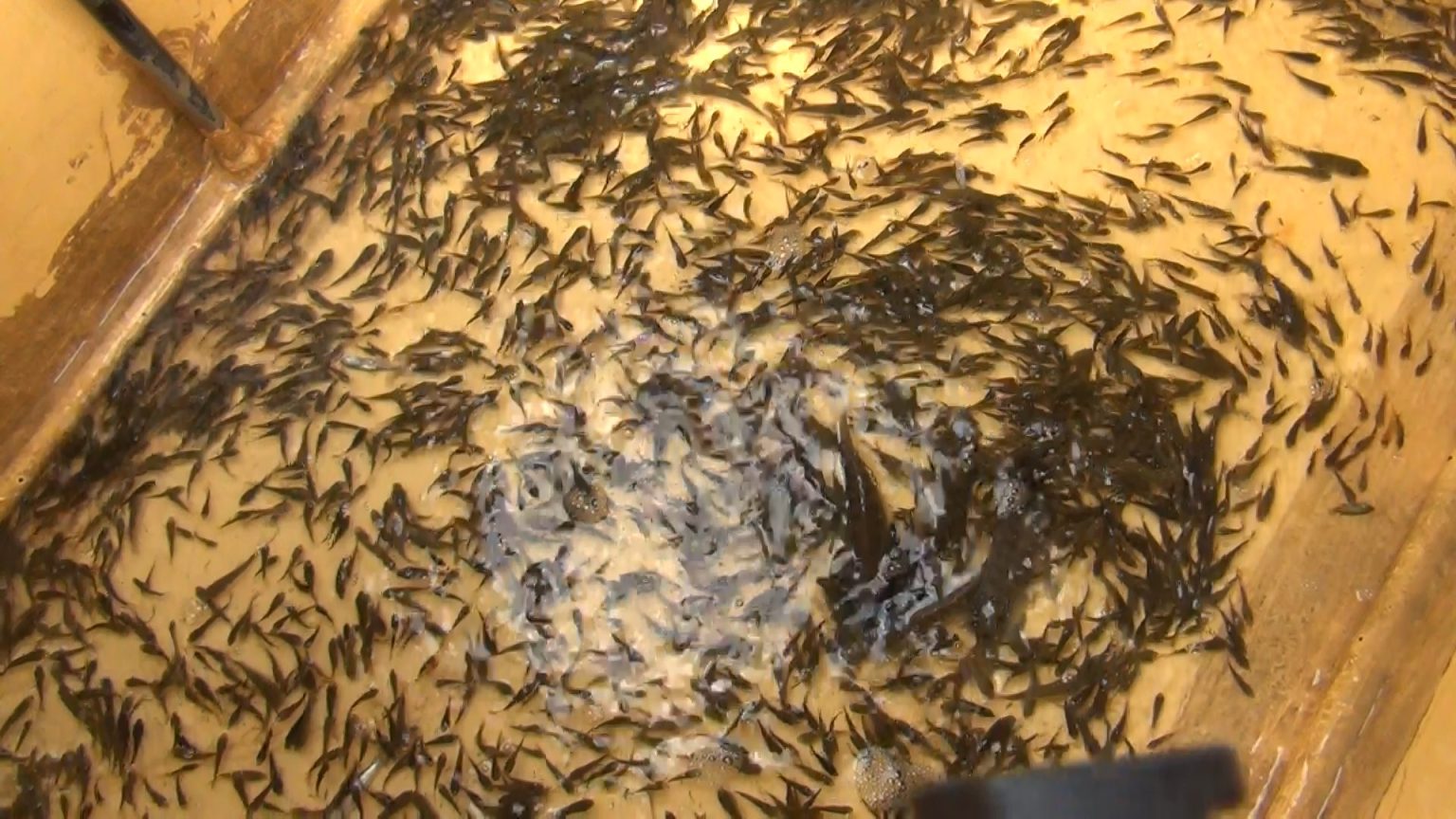 කාසල්රි ජලාශයට තිලාපි සහ කැට්ලා මත්ස්ය ඇගිල්ලන් මුදා හැරේ