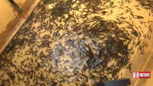 කාසල්රි ජලාශයට තිලාපි සහ කැට්ලා මත්ස්ය ඇගිල්ලන් මුදා හැරේ