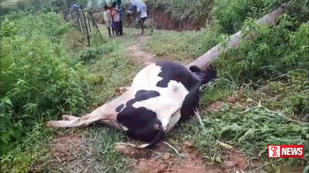 අකුණු සැර වැදිම හේතුවෙන් ගවයින් සිව් දෙනෙකු ජිව්තක්ෂයට