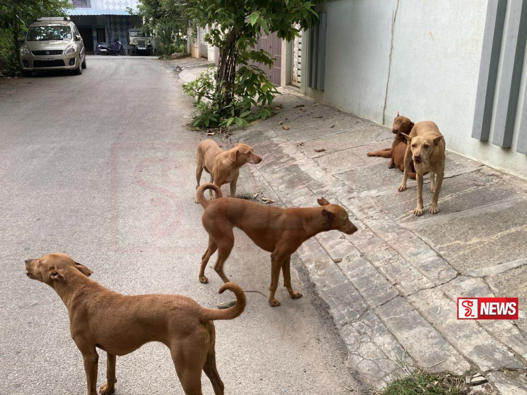 සුනඛයන් සංගණනය කිරීමක්