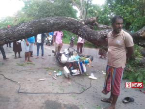 පොලිස් නිලධාරින් මතට ගසක් කඩා වැටීමේ දර්ශන (වීඩියෝ)