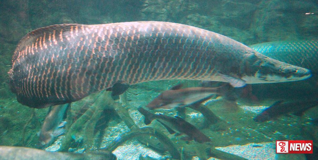 ඇහුවට දැක්කේ නෑ නේද? පැල්මඩුල්ලේ ඉඳලා යන්නම ගියපු ලංකාවේ ලොකුම කෙනා (වීඩියෝ)