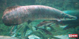 ඇහුවට දැක්කේ නෑ නේද? පැල්මඩුල්ලේ ඉඳලා යන්නම ගියපු ලංකාවේ ලොකුම කෙනා (වීඩියෝ)