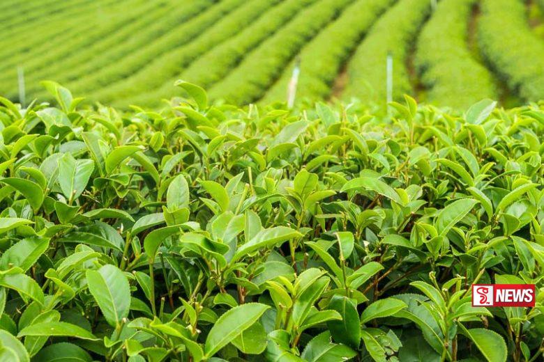 තේ වැවිලි සමාගම් වල ගිවිසුම් කාලය අවසන් කෙරේ