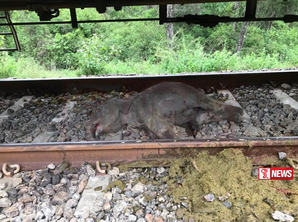 දුම්රියේ ගැටී ඇතින්නක් හා අලි පැටවෙකු මියයයි