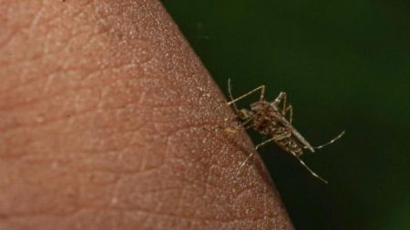 ඩෙංගු සතියක් නම් කෙරේ