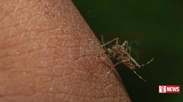 ඩෙංගු සතියක් නම් කෙරේ