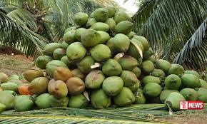 ජාත්යන්තර පොල් සැසිය ශ්රී ලංකාවේදී