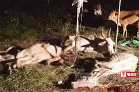 කිරි ගවයින් අතර චර්ම රෝගයක්