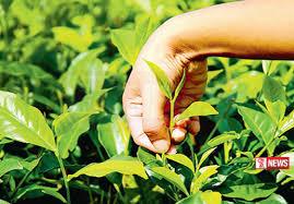 තේ නිෂ්පාදනය පහත වැටෙයි