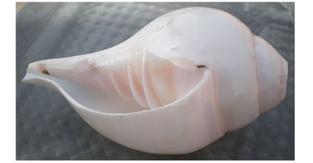 වාලම්පුරි අලෙවි කිරීමට ගිය අයෙකු අත්අඩංගුවට-වටිනාකම ඇහුවොත් පිස්සු හැදෙනවා (වීඩියෝ)