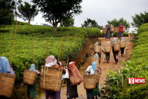 වැටුප් ගැටළුවට වතු කම්කරුවන් තීරණයක් ගනී