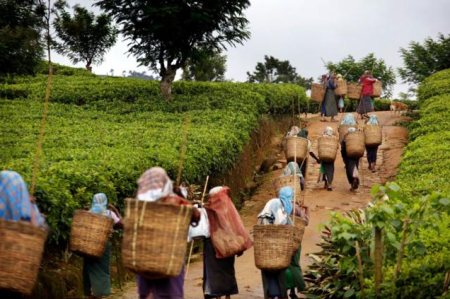 වතු කම්කරුවන්ට ලබන 10 වැනිදා සිට ර.1700ක වැටුප ලබා දිය යුතුයි