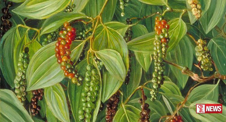 වසර කිහිපයකට පසුව ශ්රී ලංකාවේ ගම්මිරිස් අස්වැන්න ඉහළට